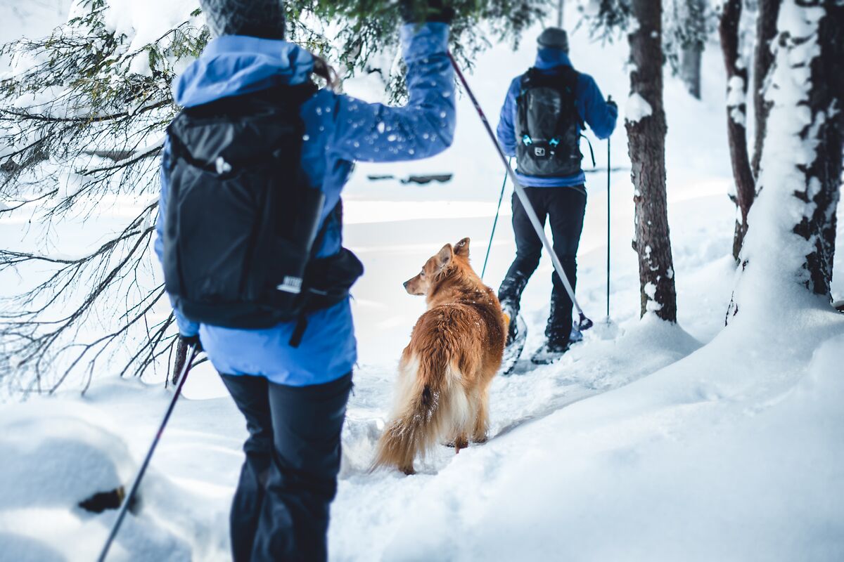 Schneeschuhwanderung durch einen verschneiten Wald